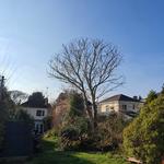 The Tree Wishes LTD - photo 3