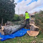 The Tree Wishes LTD - photo 4