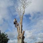 The Tree Wishes LTD - photo 5