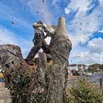 The Tree Wishes LTD - photo 6