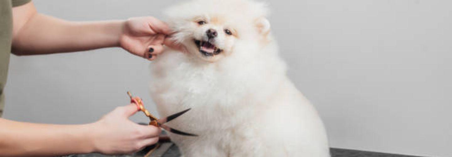 K9klipper cover photo