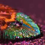 Zhejiang Coloray Technology Development Co., Ltd. - photo 3