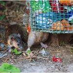 NVIRO Pest Control - photo 3