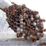 NVIRO Pest Control - photo 4