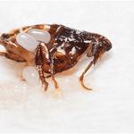 NVIRO Pest Control - photo 6