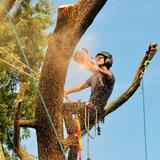 Newark Tree Care - Tree Services in Newark