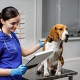 Port St. Lucie Mobile Vet - Pets in Port St. Lucie