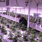 THCannabis Recreational Dispensary Franchise - photo 1