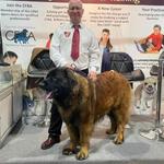 Canine Care Communication & Counselling - photo 1