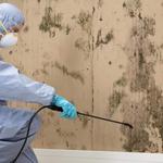 Mould Experts Cairns - photo 1
