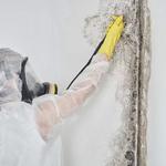 Mould Experts Brisbane - photo 3