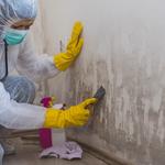 Mould Experts Brisbane - photo 4