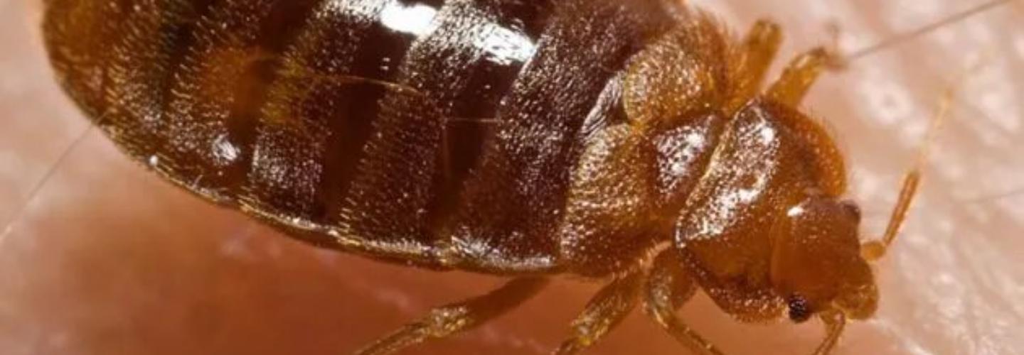 Erdye’s Pest Control LLC cover photo