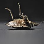 Erdye’s Pest Control LLC - photo 3