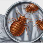 Erdye’s Pest Control LLC - photo 5