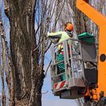 Tree Service ​Columbus Ohio - photo 3