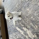 Jasper's Carpet Cleaning - photo 9