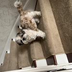 Jasper's Carpet Cleaning - photo 10