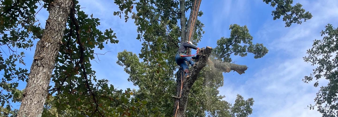 D&M Tree Services cover photo