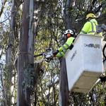 D&M Tree Services - photo 2