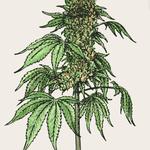 Fine Fettle - Manchester - photo 1