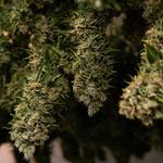 Fine Fettle - Old Saybrook - photo 3