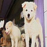 Puppies for Sale - Pets in Orlando