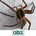 Alta Pest Control - photo 1