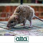 Alta Pest Control - photo 3