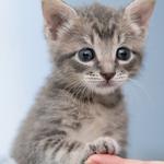 Viamonte Veterinary Clinic - photo 3