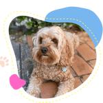 Lets Pawty - photo 1