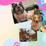 Lets Pawty - photo 2