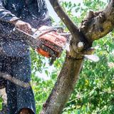 Watsonville Tree Service - Tree Services in Watsonville