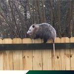 Possum Removal Adelaide - photo 1