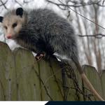 Possum Removal Adelaide - photo 2