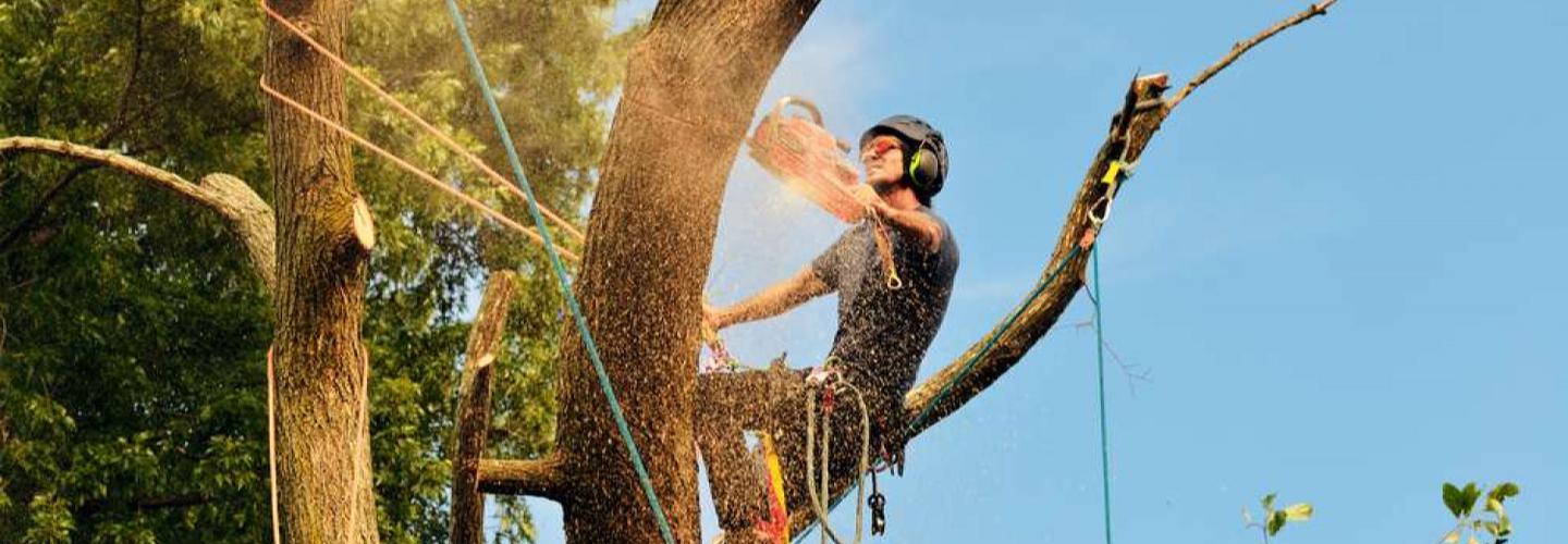 Wigginton Tree Service cover photo