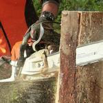 Wigginton Tree Service - photo 1