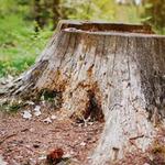 Wigginton Tree Service - photo 2