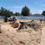 Wigginton Tree Service - photo 4