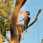 Wigginton Tree Service - photo 5