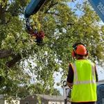 Wigginton Tree Service - photo 6