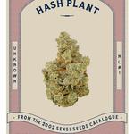 Victoria Cannabis Company - photo 7