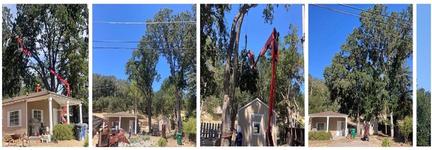 Blue Diamond Tree and Landscape cover photo