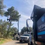 Blue Diamond Tree and Landscape - photo 1