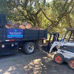 Blue Diamond Tree and Landscape - photo 2