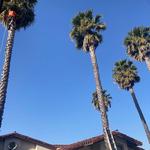 Blue Diamond Tree and Landscape - photo 3