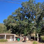 Blue Diamond Tree and Landscape - photo 5