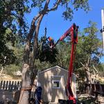 Blue Diamond Tree and Landscape - photo 6