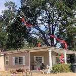 Blue Diamond Tree and Landscape - photo 7