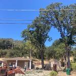 Blue Diamond Tree and Landscape - photo 8